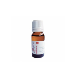 Thuya Flüssig Primer (30ml)